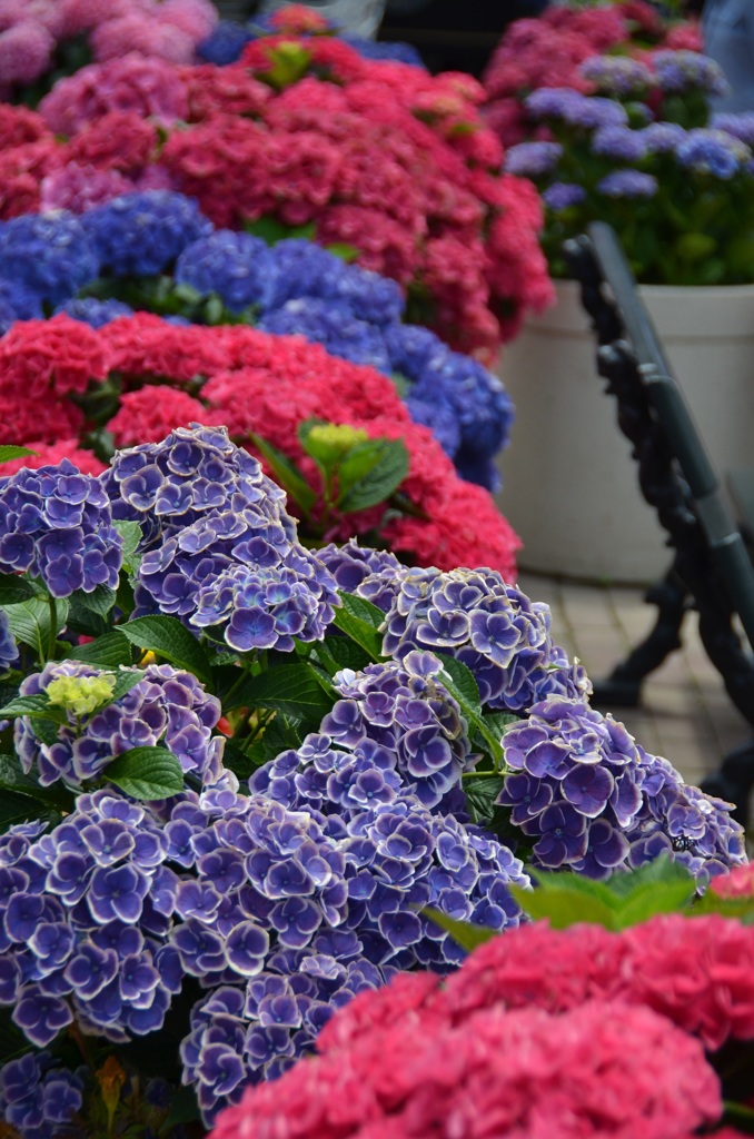 ヴィヴィッド紫陽花！！