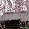 天龍寺　枝垂れ桜　①