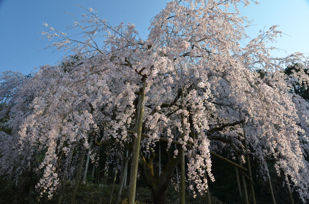 降りそそぐ・・枝垂れ桜