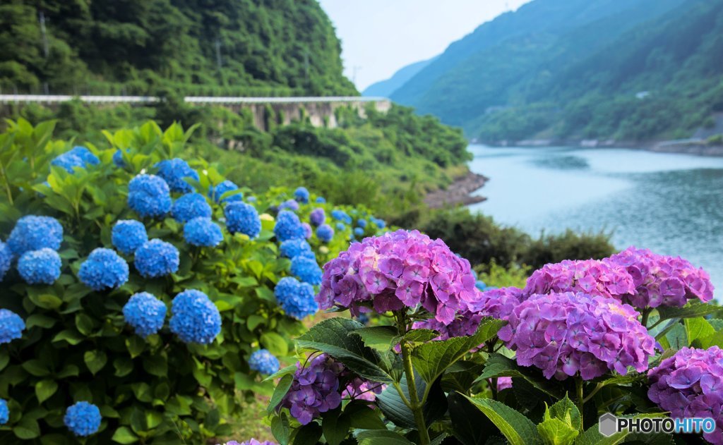 ダムに咲く紫陽花