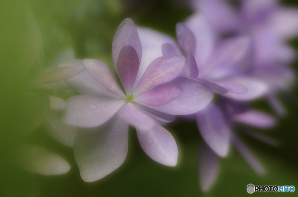 紫陽花のベール