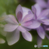 紫陽花のベール