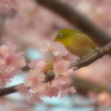 春を待ちわびて