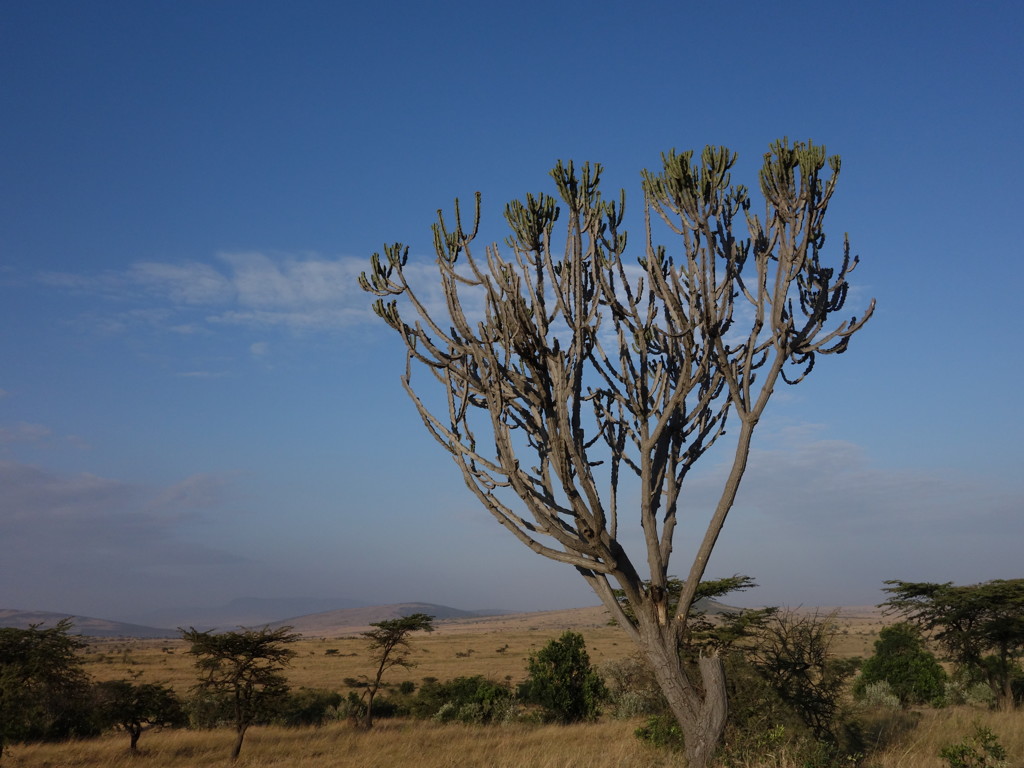 ジャンボー！！
