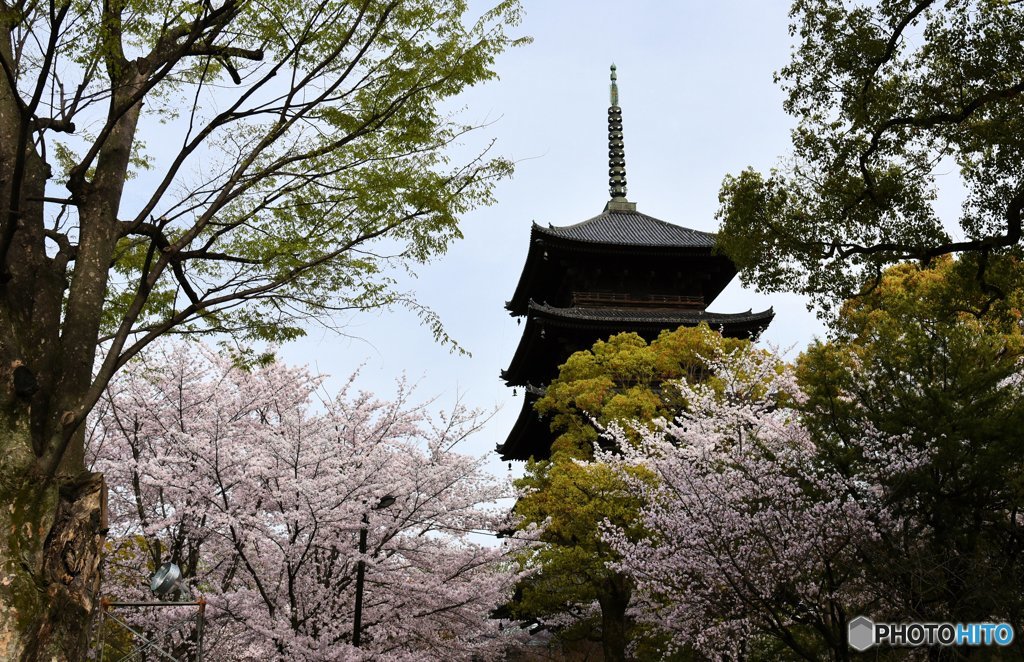 桜の頃に