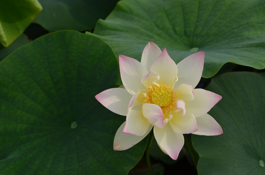 Lotus