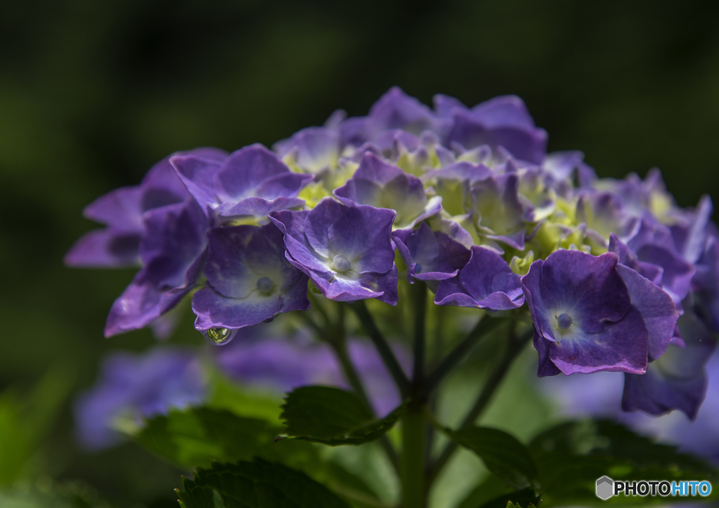紫陽花の雫