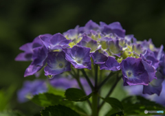 紫陽花の雫