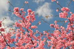 晴天の河津桜見上げて