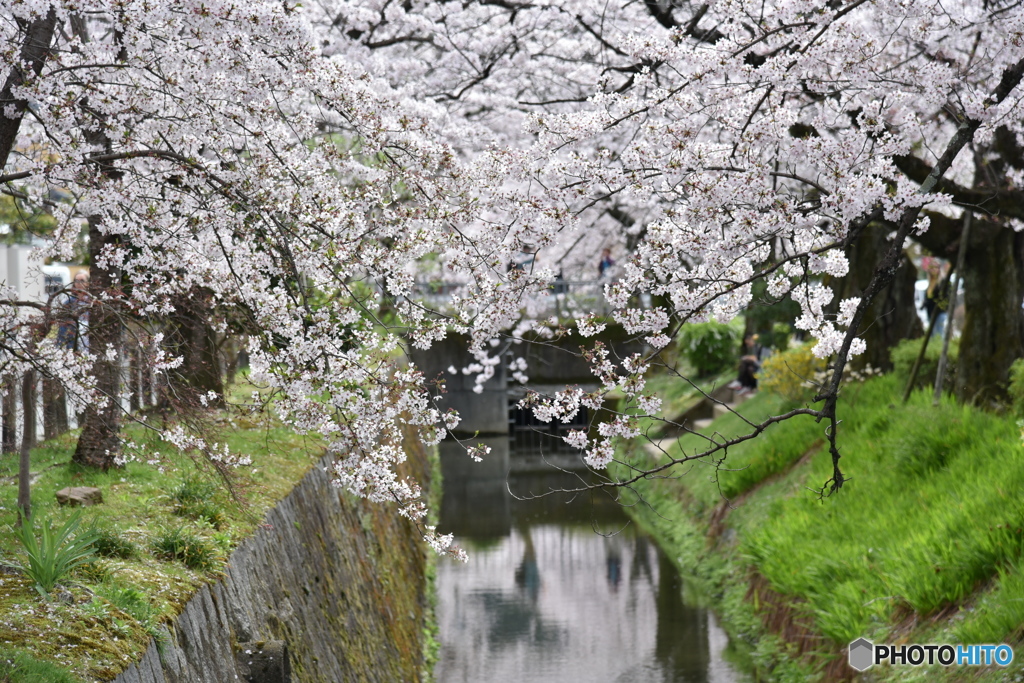 川沿いに咲いてる