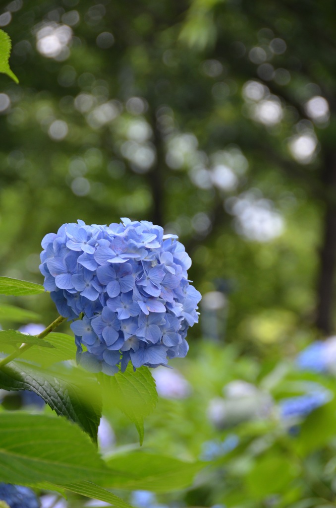 紫陽花ブルー