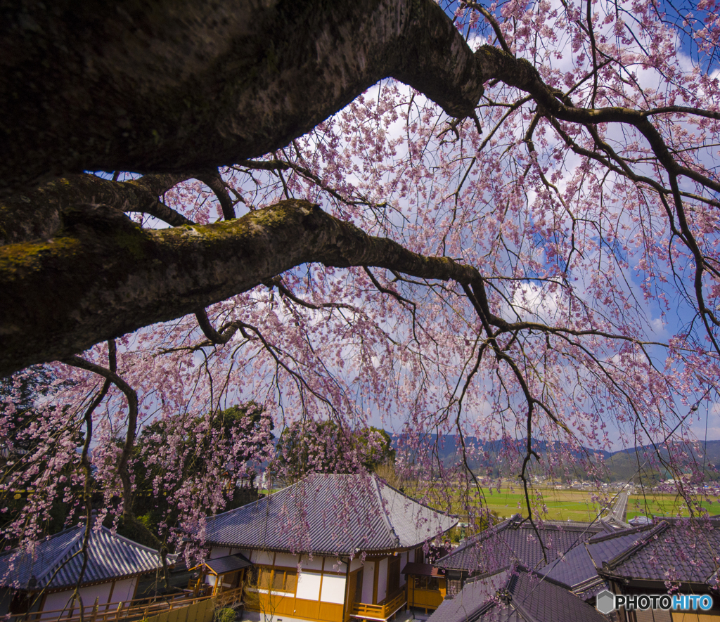 満開の枝垂れ桜