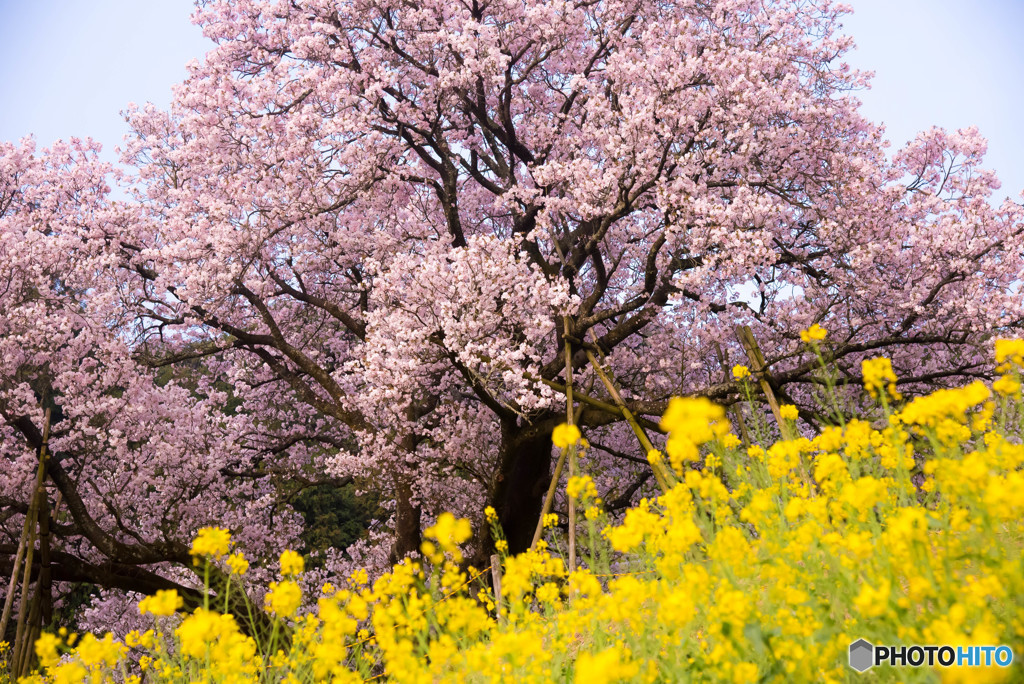 花の競演