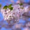美しい花
