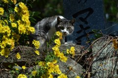 猫のいる風景・・睨む猫