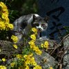 猫のいる風景・・睨む猫