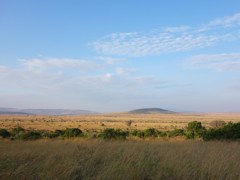 マサイマラ保護区
