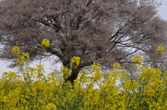 馬場の山桜２　　菜の花