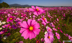 秋桜の花園