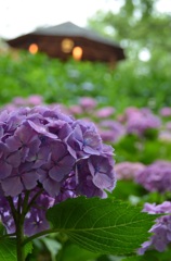 紫陽花の園で