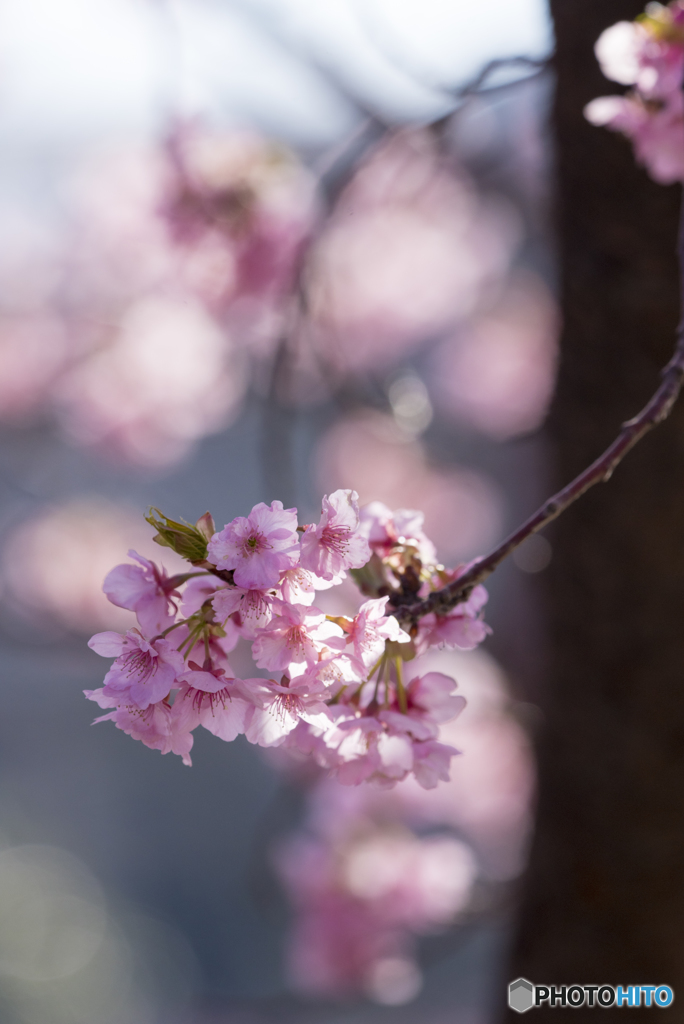 桜咲く