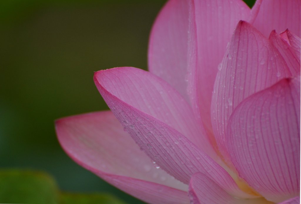 雨上がりのLOTUS