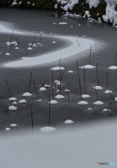 蓮池の雪化粧