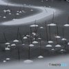 蓮池の雪化粧