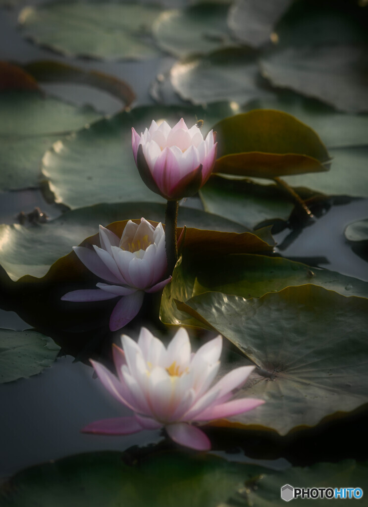 花開くとき