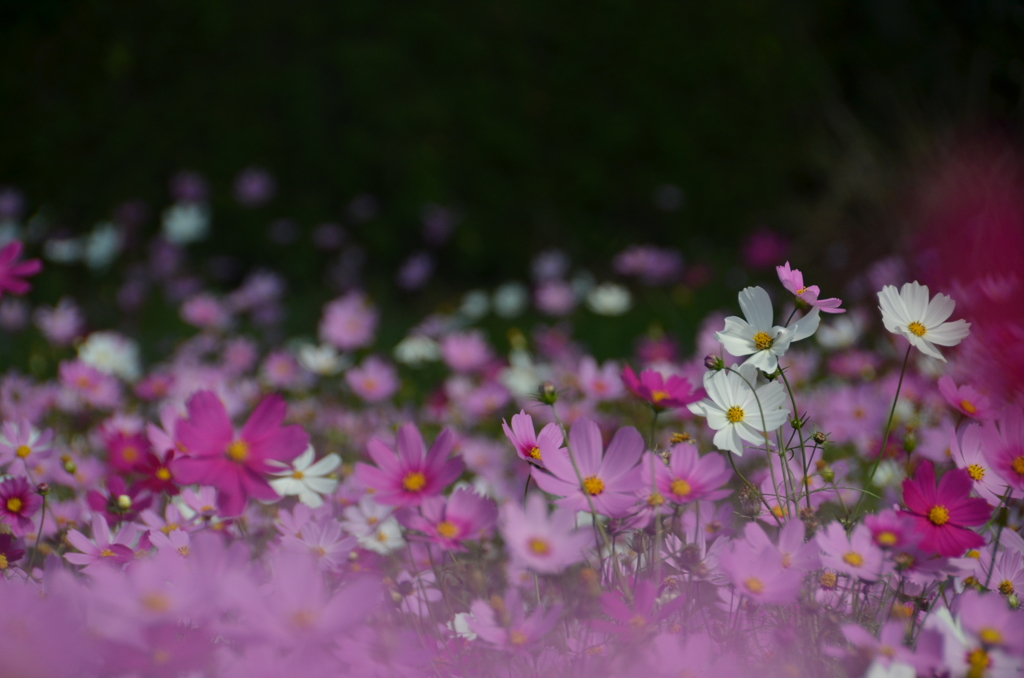 コスモスの花園