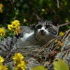 猫のいる風景・・視線の先には・・
