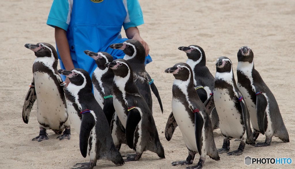 整列するペンギン