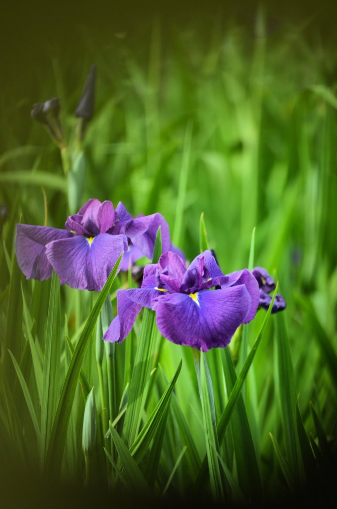 花菖蒲