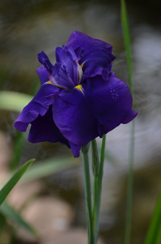 青い花菖蒲