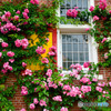 薔薇の窓