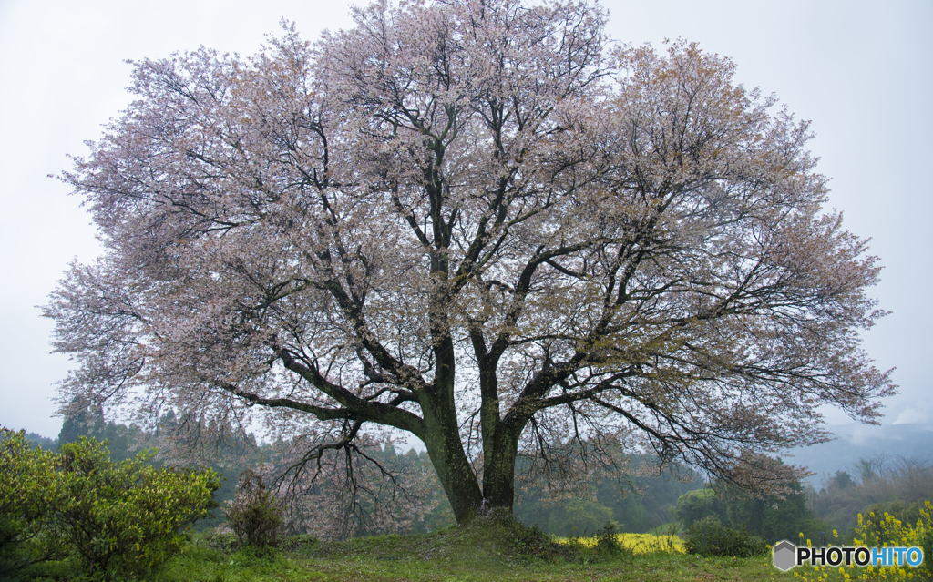 馬場の山桜