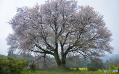 馬場の山桜