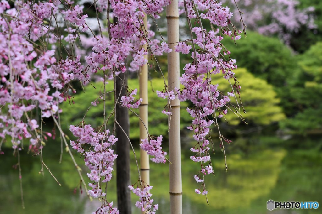 枝垂れ桜