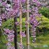 枝垂れ桜