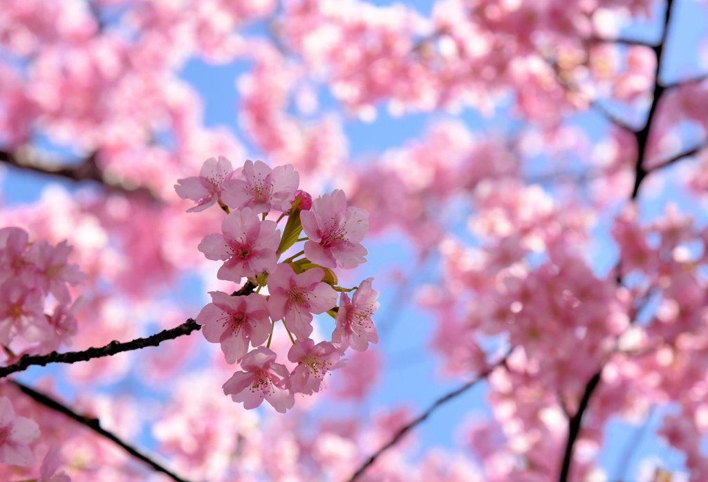 桜日和