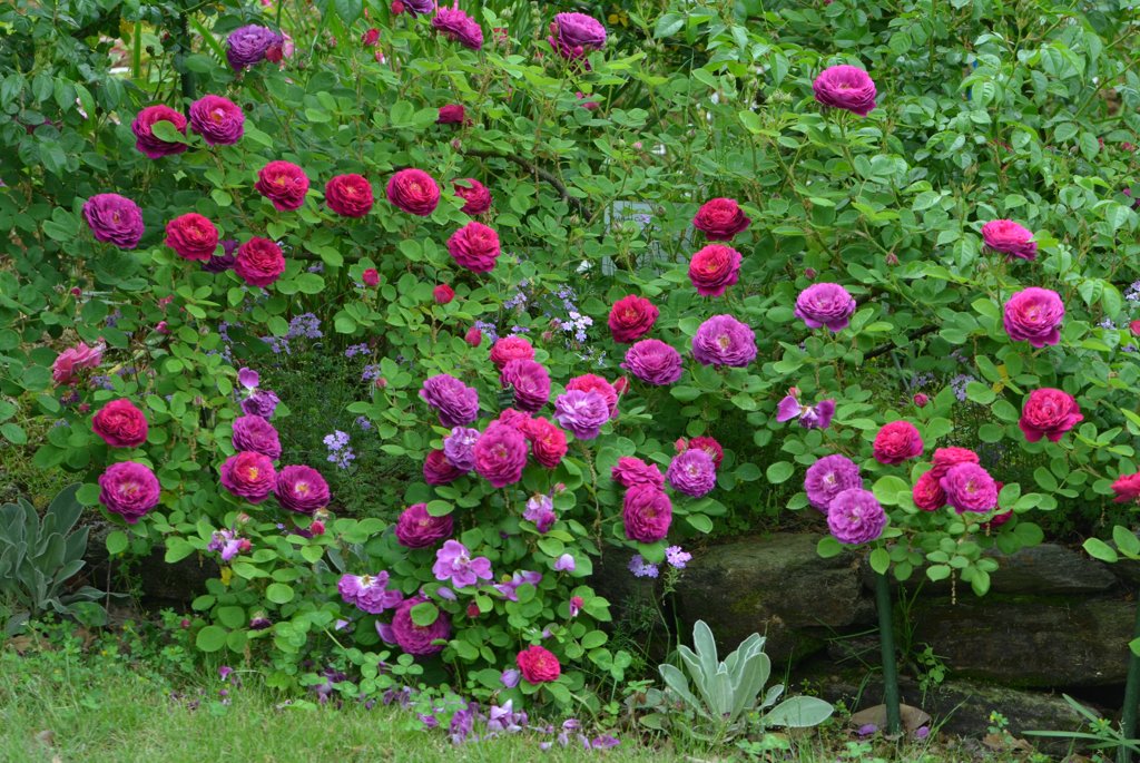薔薇の庭