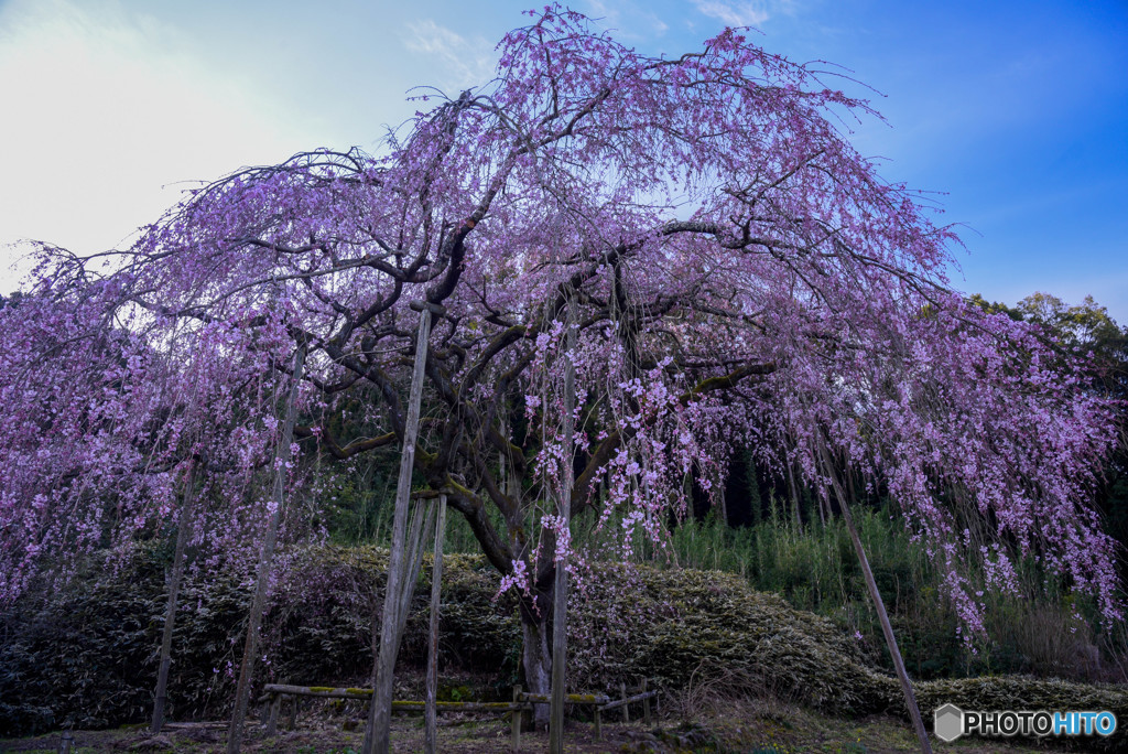 桜咲く朝に