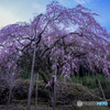 桜咲く朝に