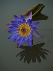 青の睡蓮