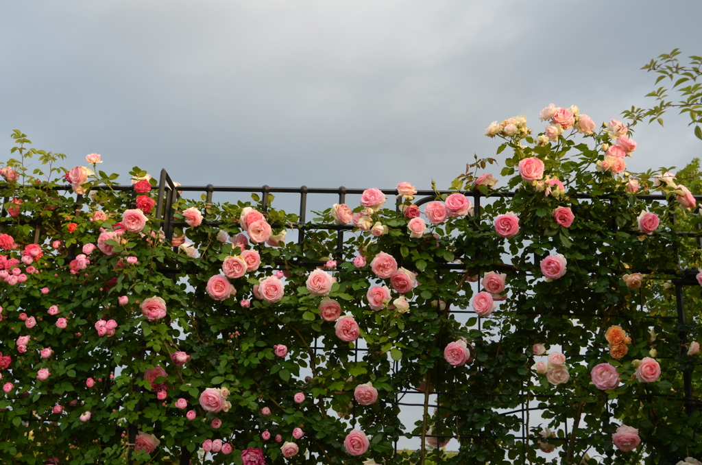 ピンクの薔薇がいっぱい！