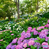 紫陽花の丘