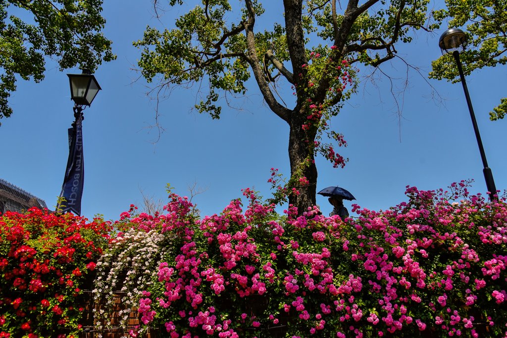 運河沿いの薔薇