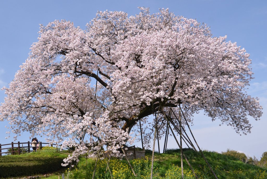 百年桜満開