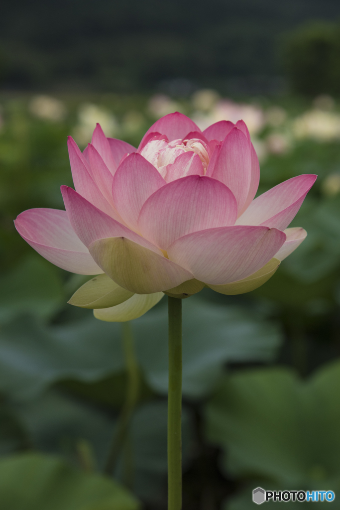 花開く時