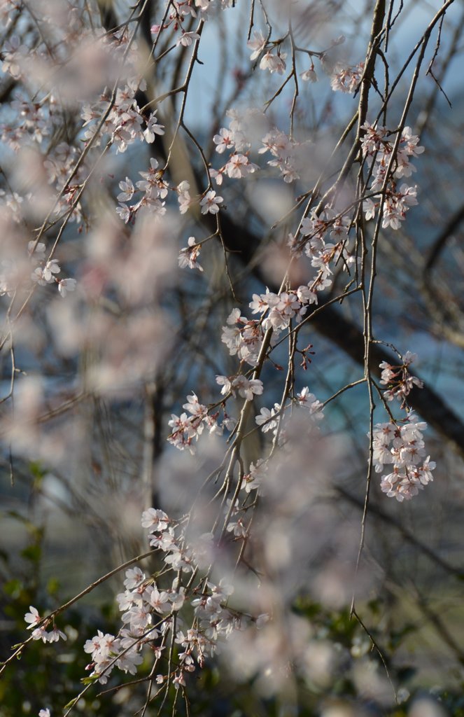 枝垂れ桜